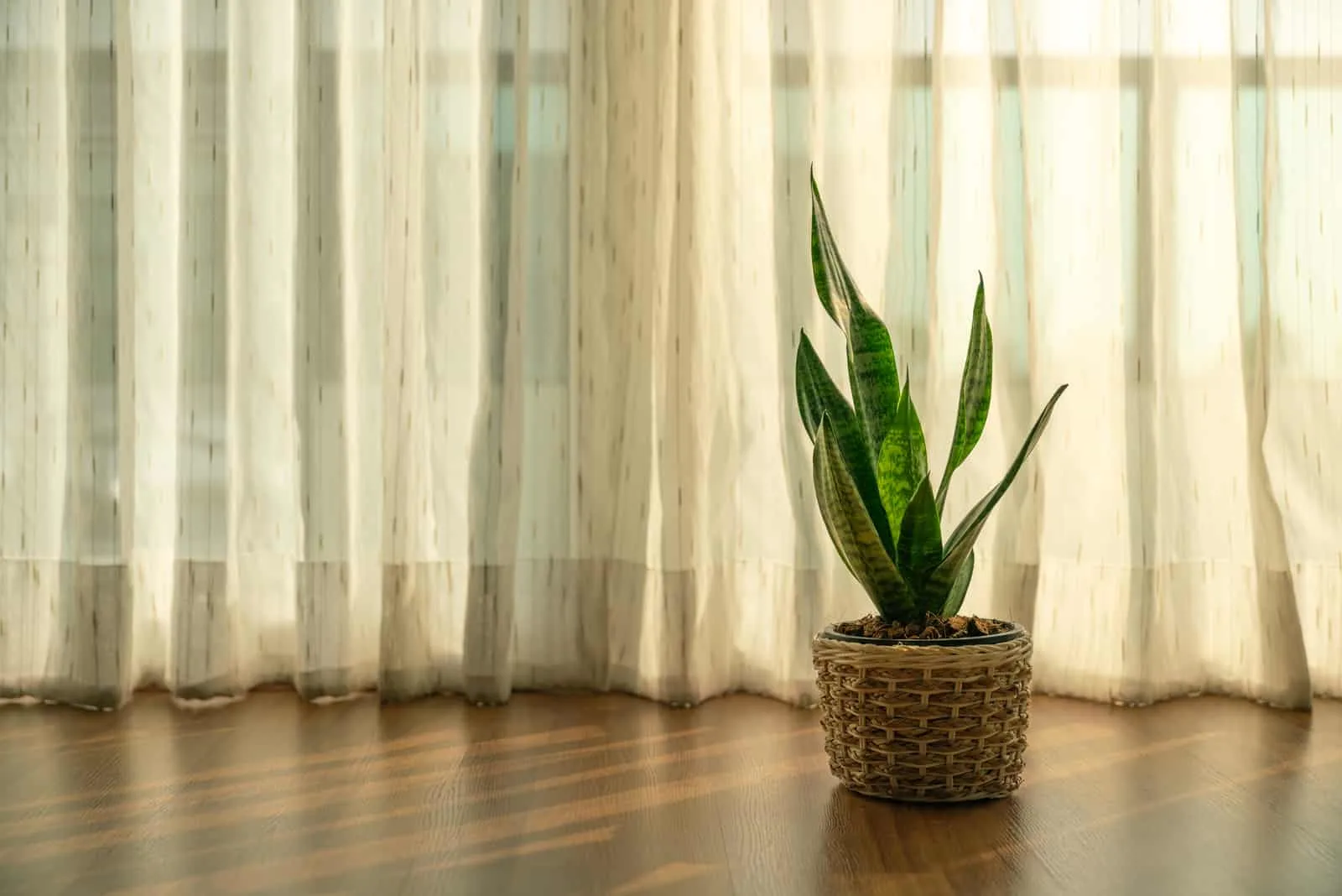 snake plant in a living room