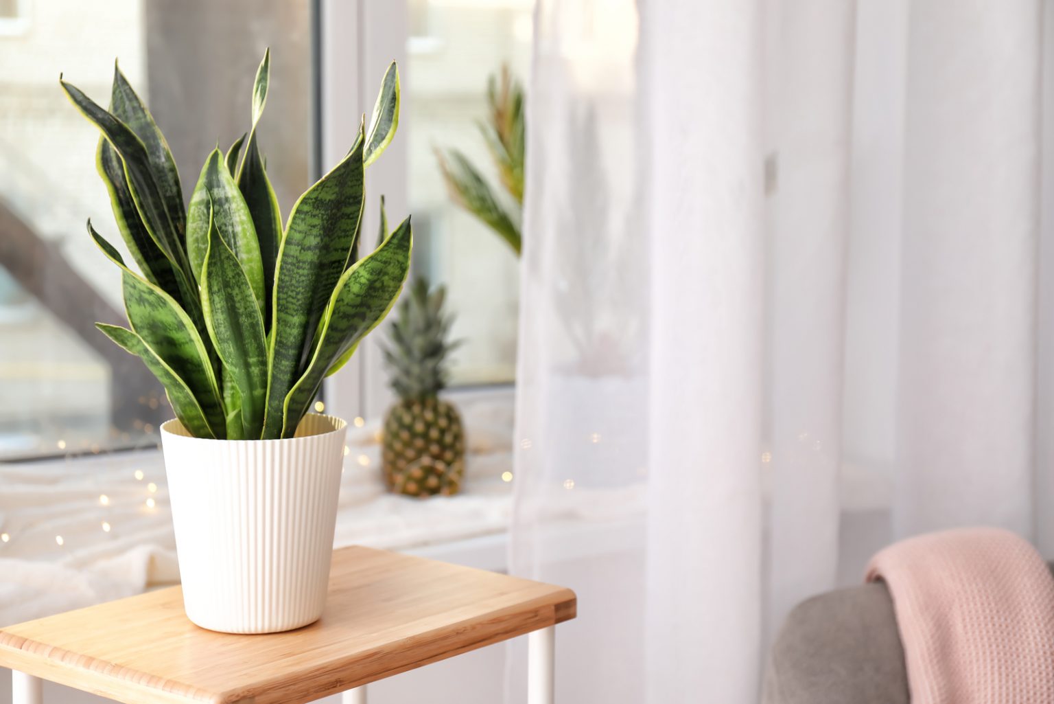 How Fast Do Snake Plants Grow? (Tips To Grow It Faster)