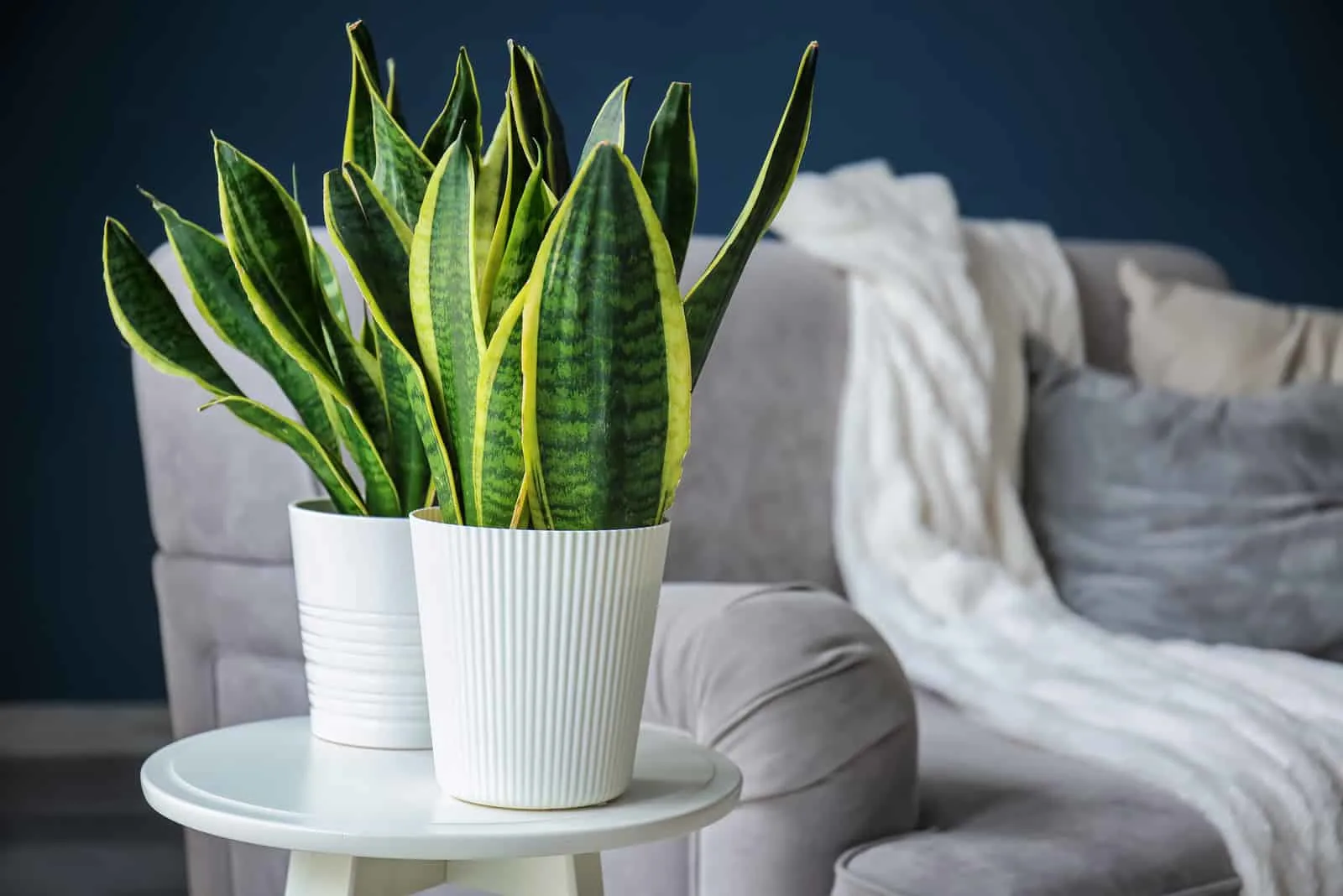snake plant on table by sofa