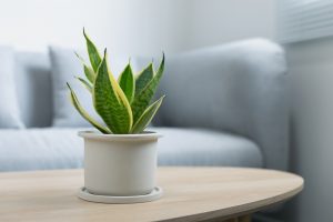 Snake Plant Disadvantages: Is This Plant Really Worth It?