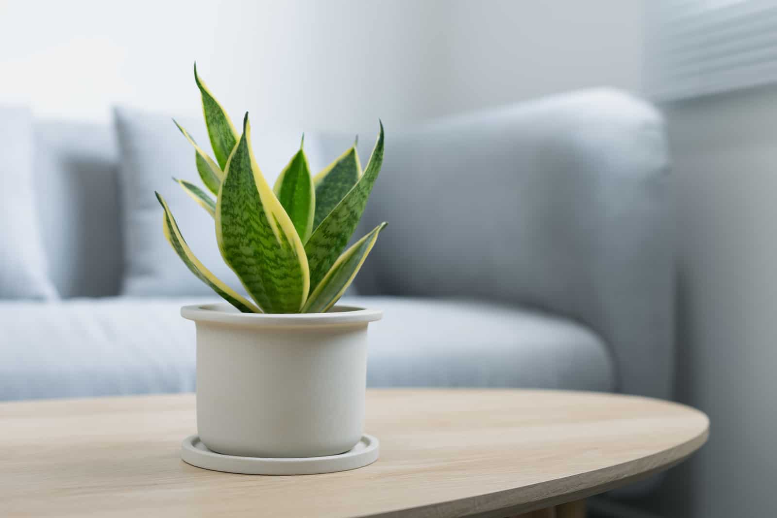 snake plant on table of living room