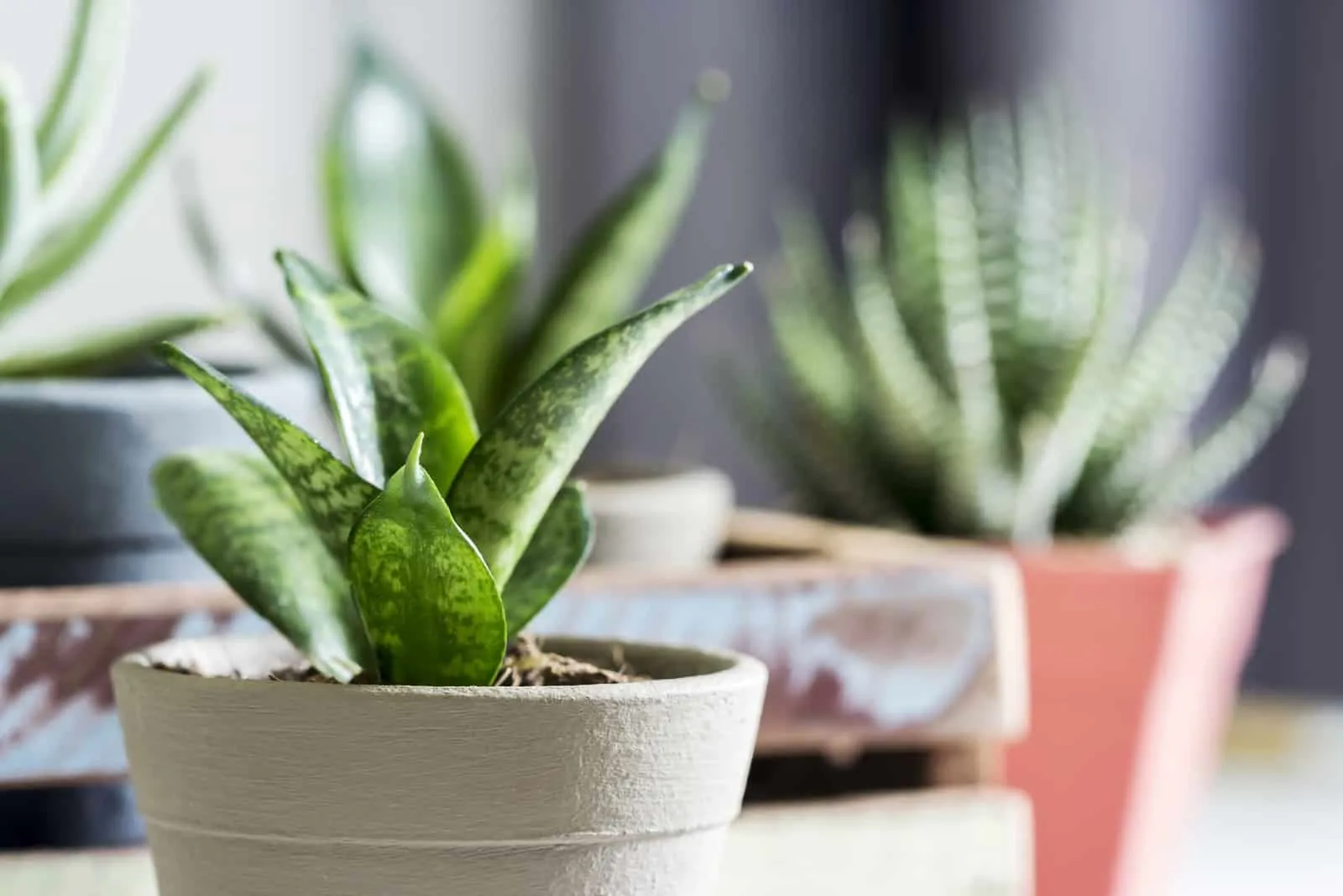 Pros and Cons of Snake Plants – Nearly Natural