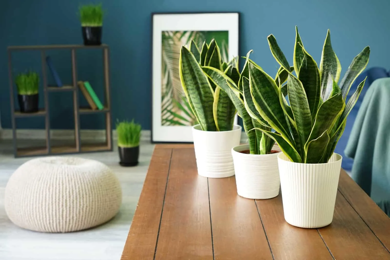 snake plants on table of living room