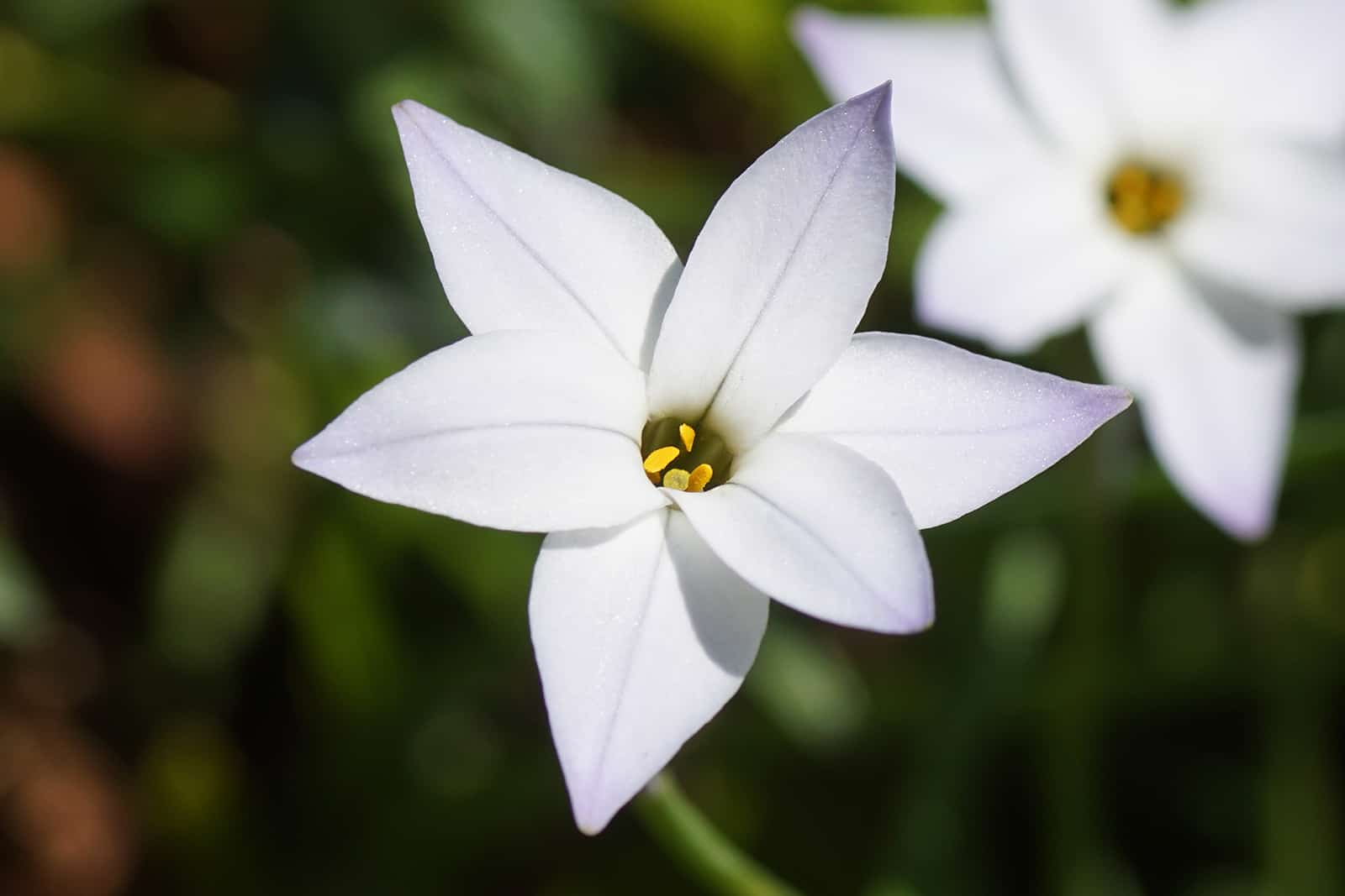 white spring starflower