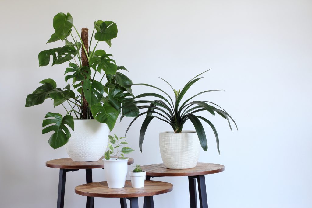 How To Stake A Monstera: Everything You Need To Know