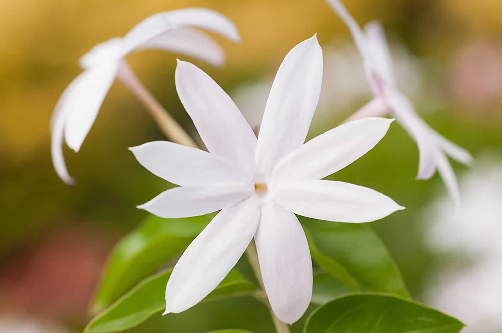 star jasmine white flower