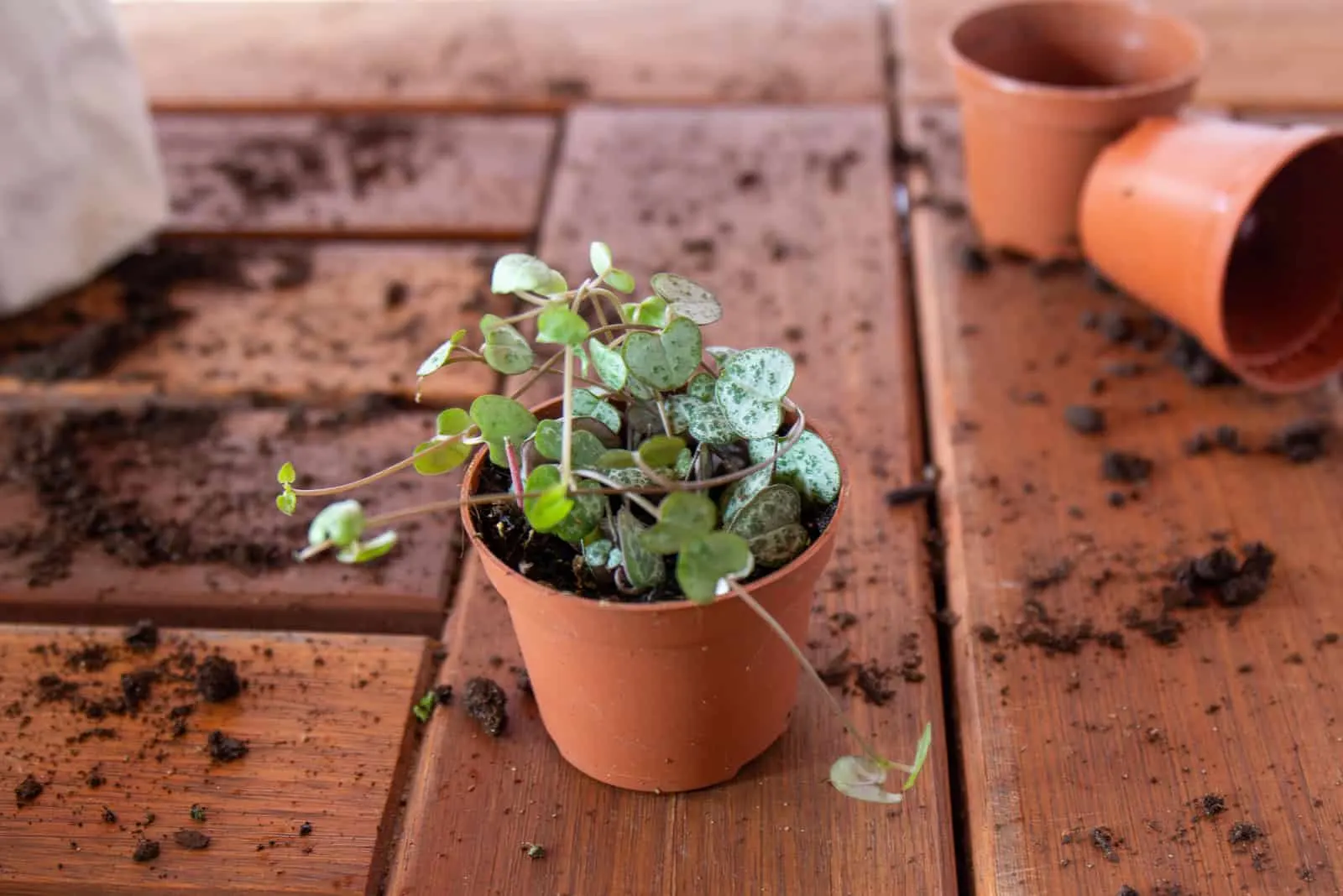 string of hearts in small pot.jpg