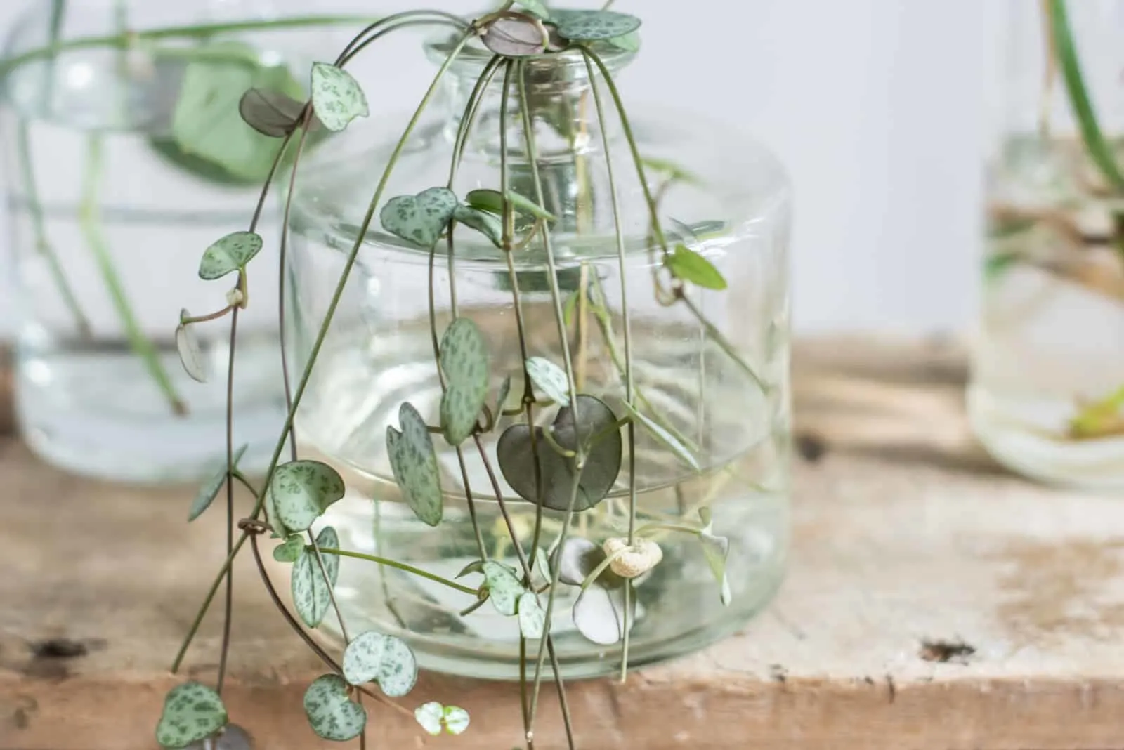 string of hearts in water.jpg