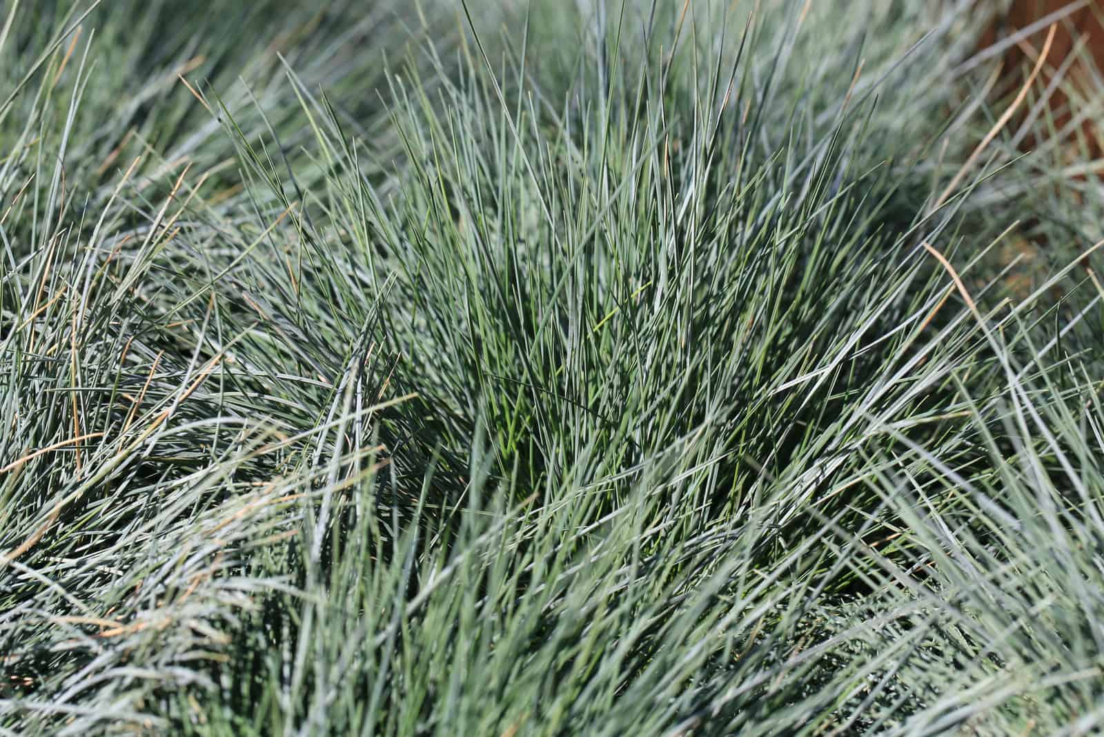 sunny Fescue grass