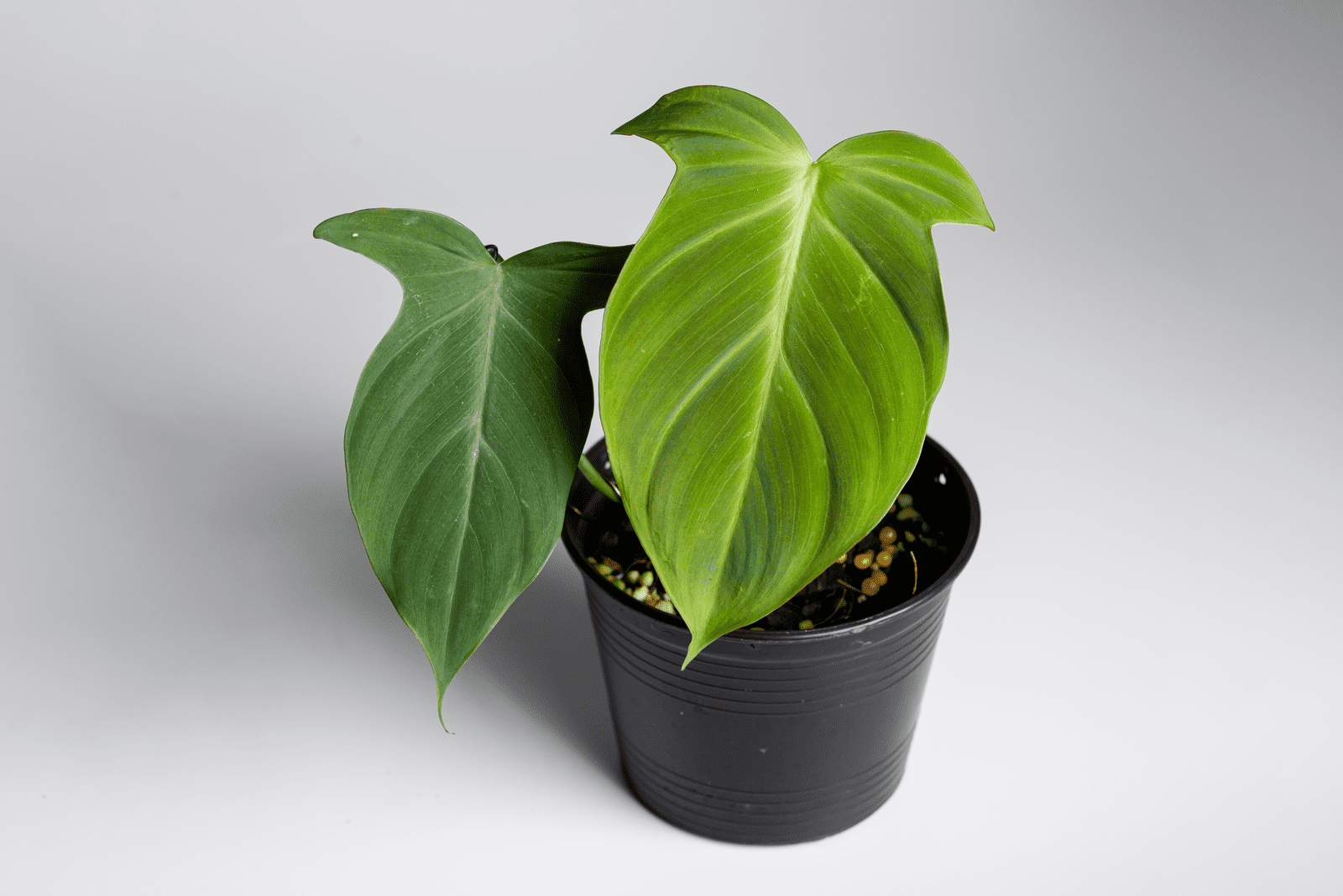 transplanted Philodendron Camposportoanum into a black small pot