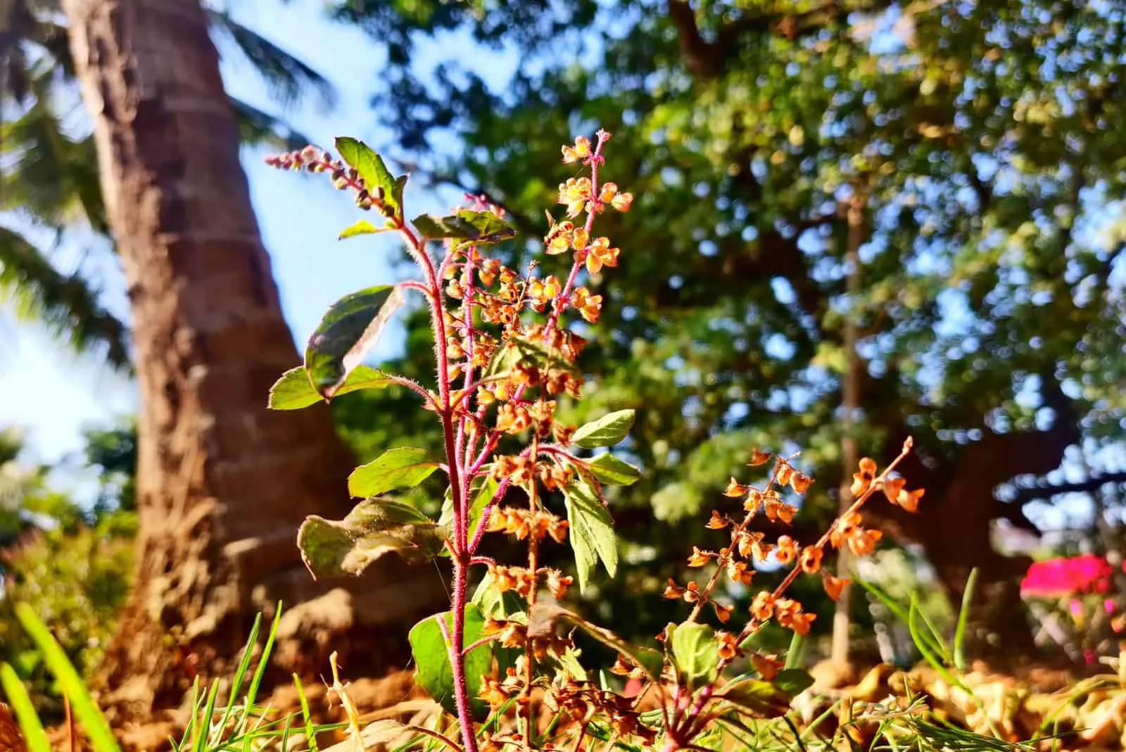 tulsi plant in sunlight