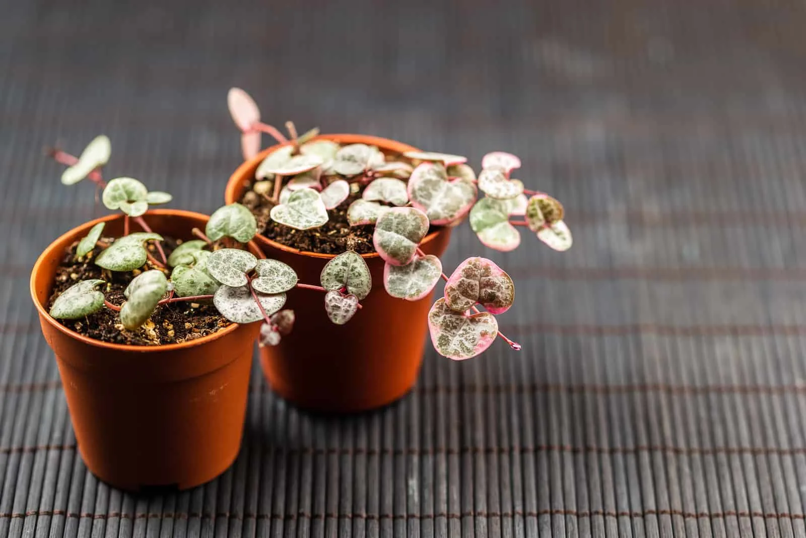 two pots of string of hearts.jpg