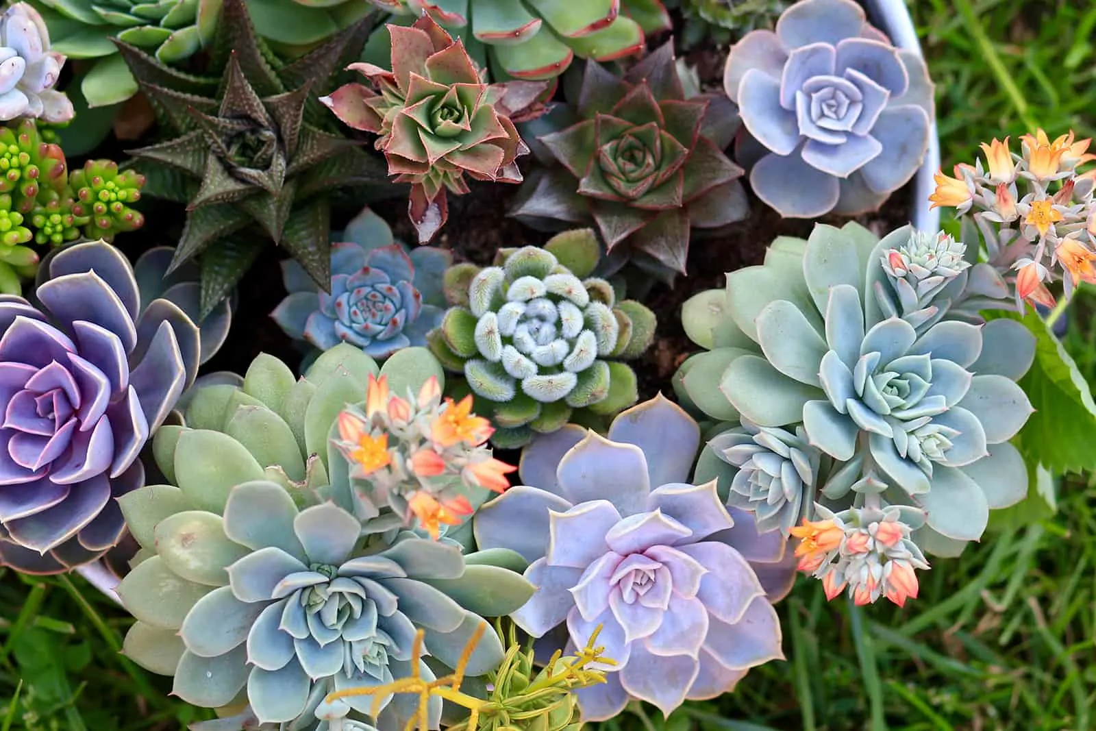 various multicolored succulent plants in pot in garden