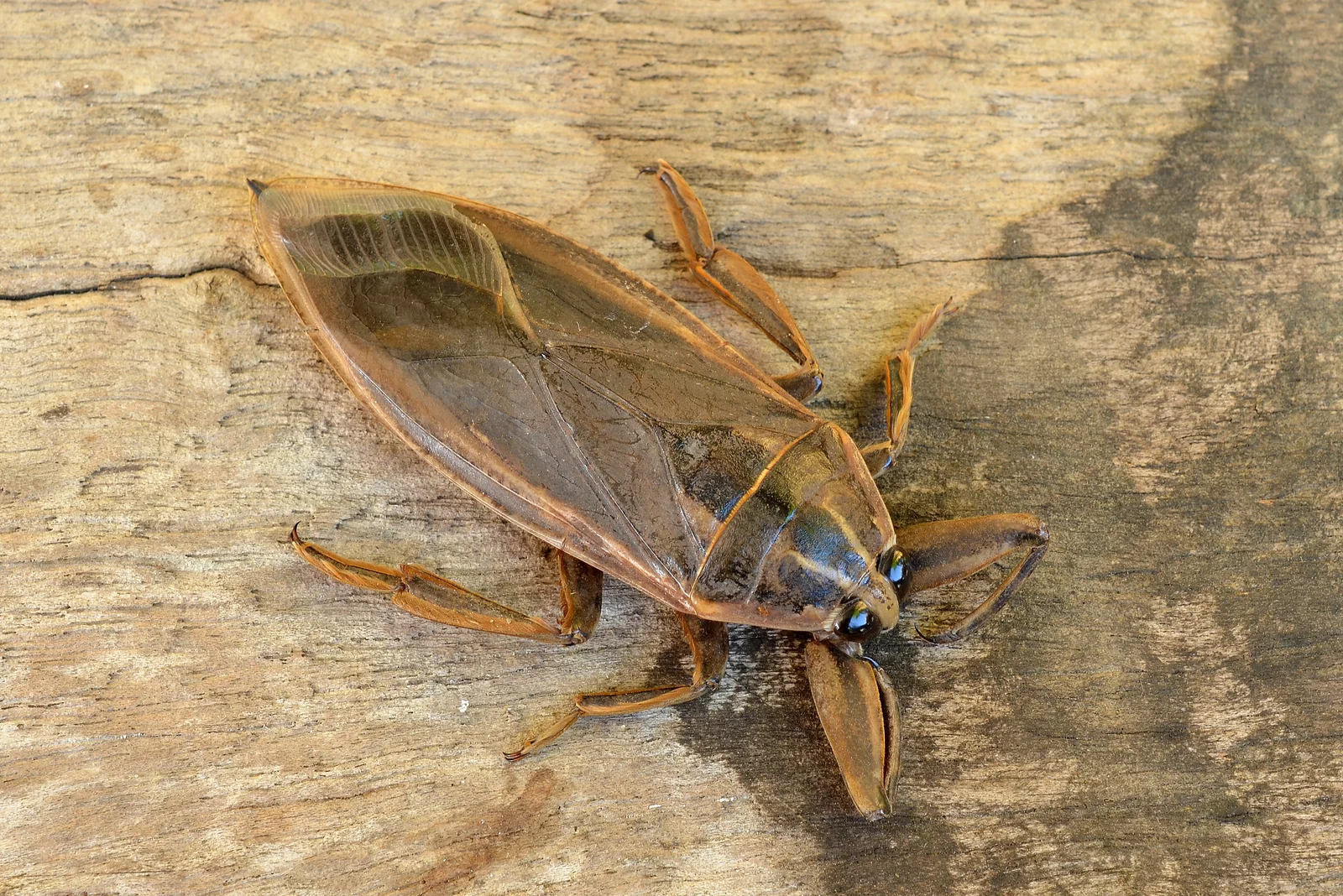 water bug on wooden floor