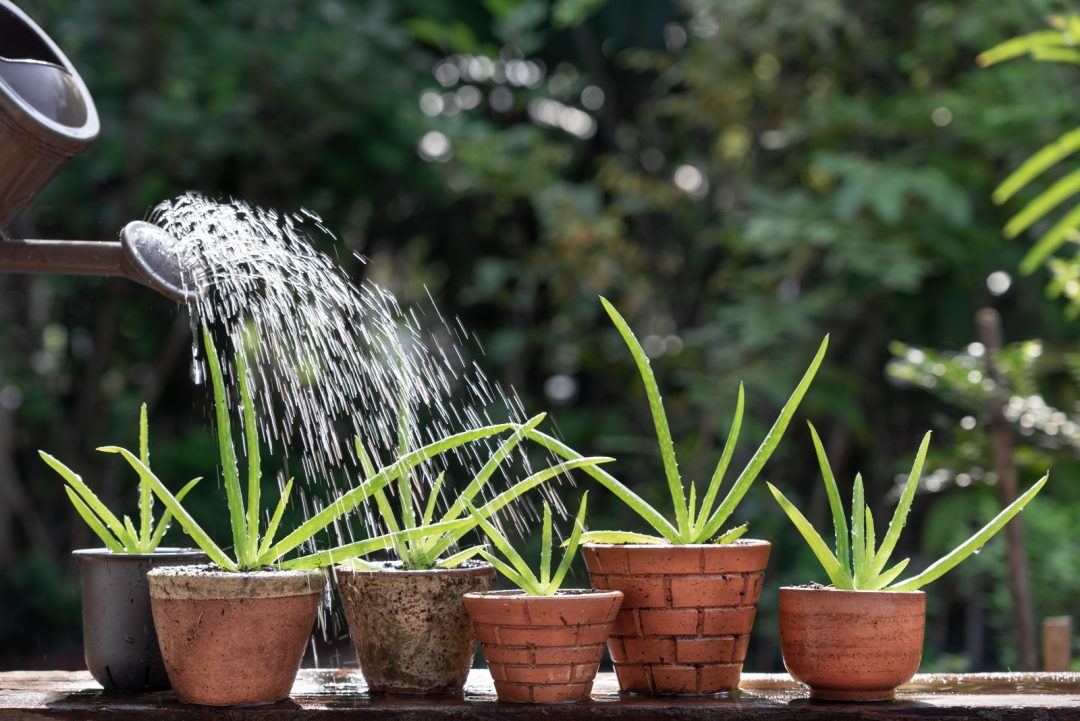 8 Signs Of An Underwatered Aloe Plant And How To Revive It