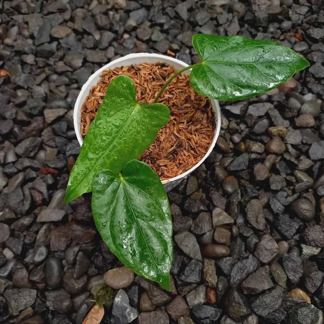 wet Anthurium Balaoanum plant in pot outdoor