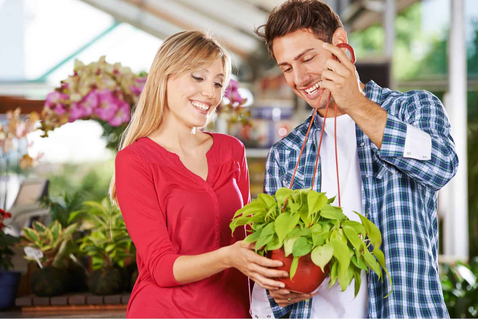 woman and man holding Lemon Lime Philodendron plant in pot