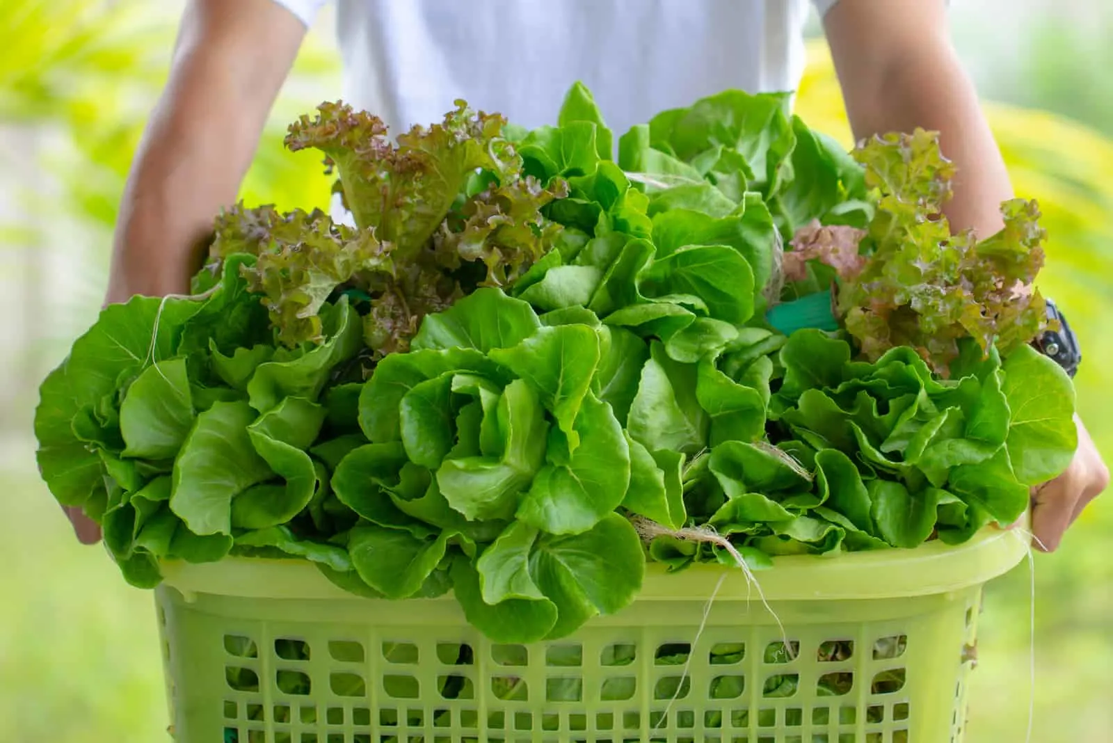 woman holding a basket full of lettuce