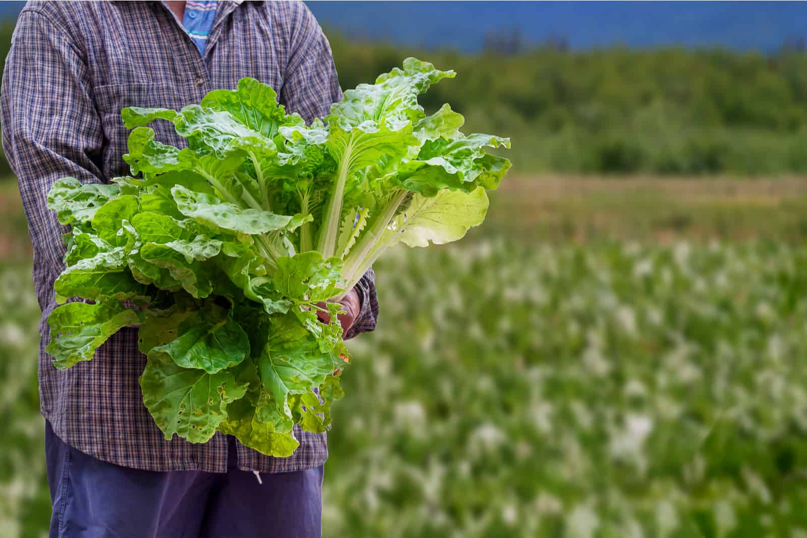 woman holding lettuce