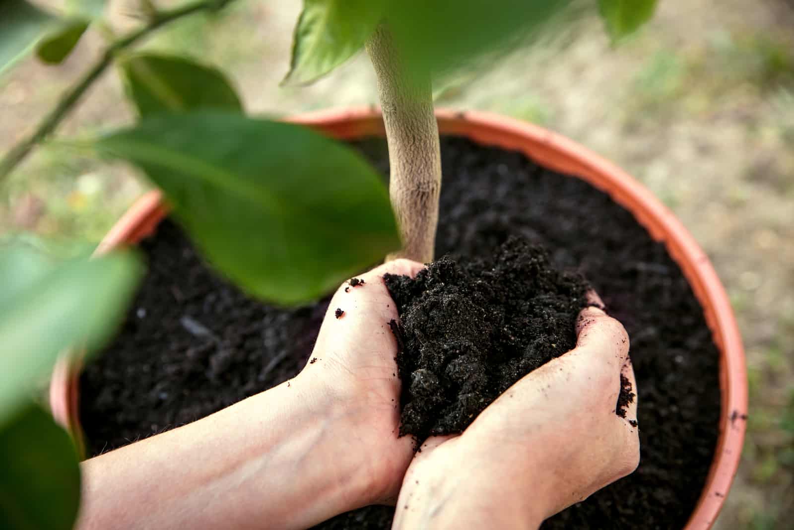 woman is putting flower soil into a pot with an lemon tree