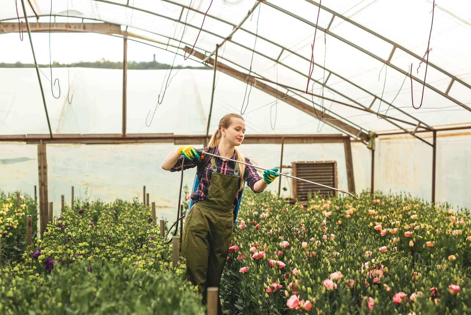 woman spraying flowers in greenhouse