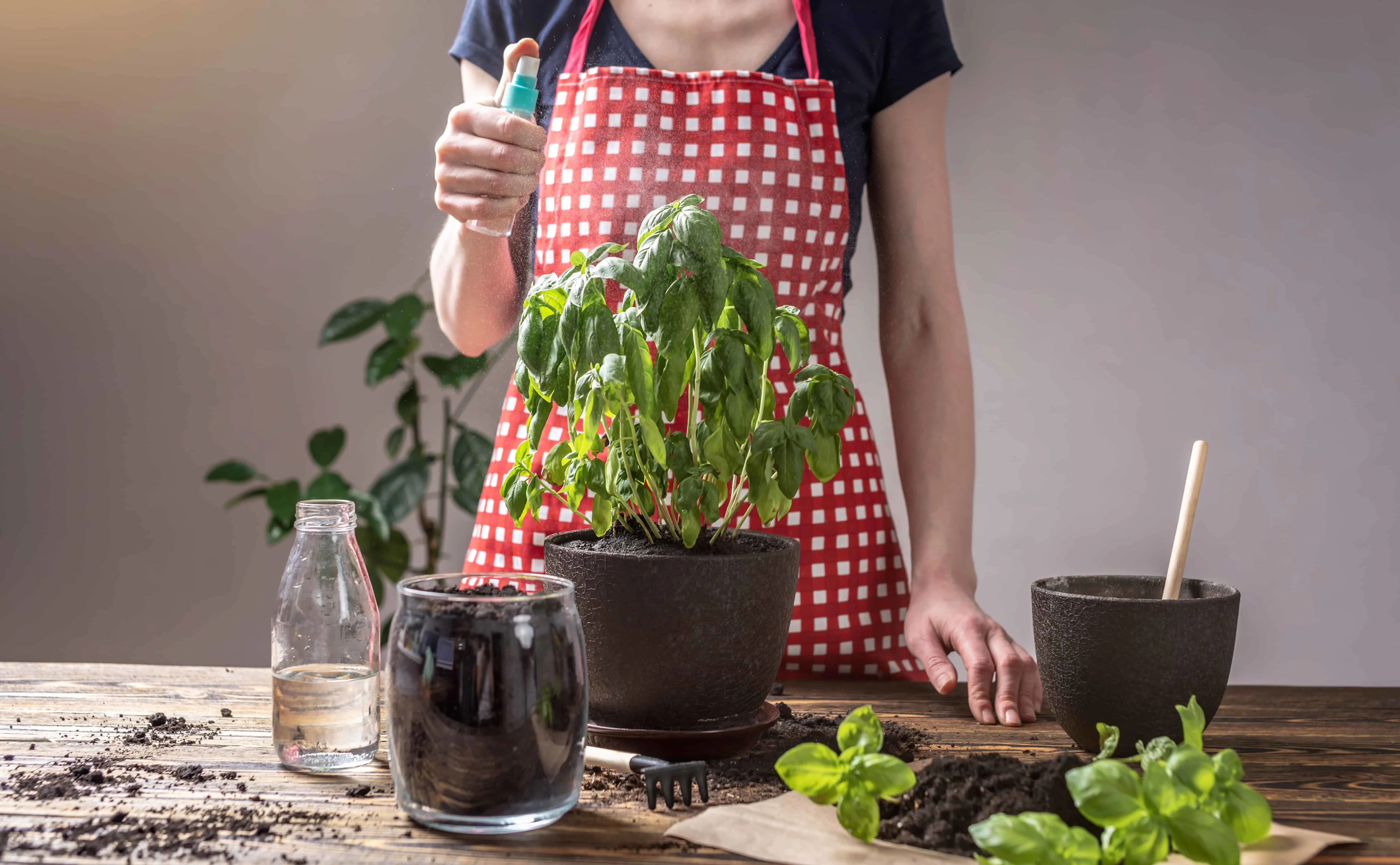 woman sprinkling a plant in a pot