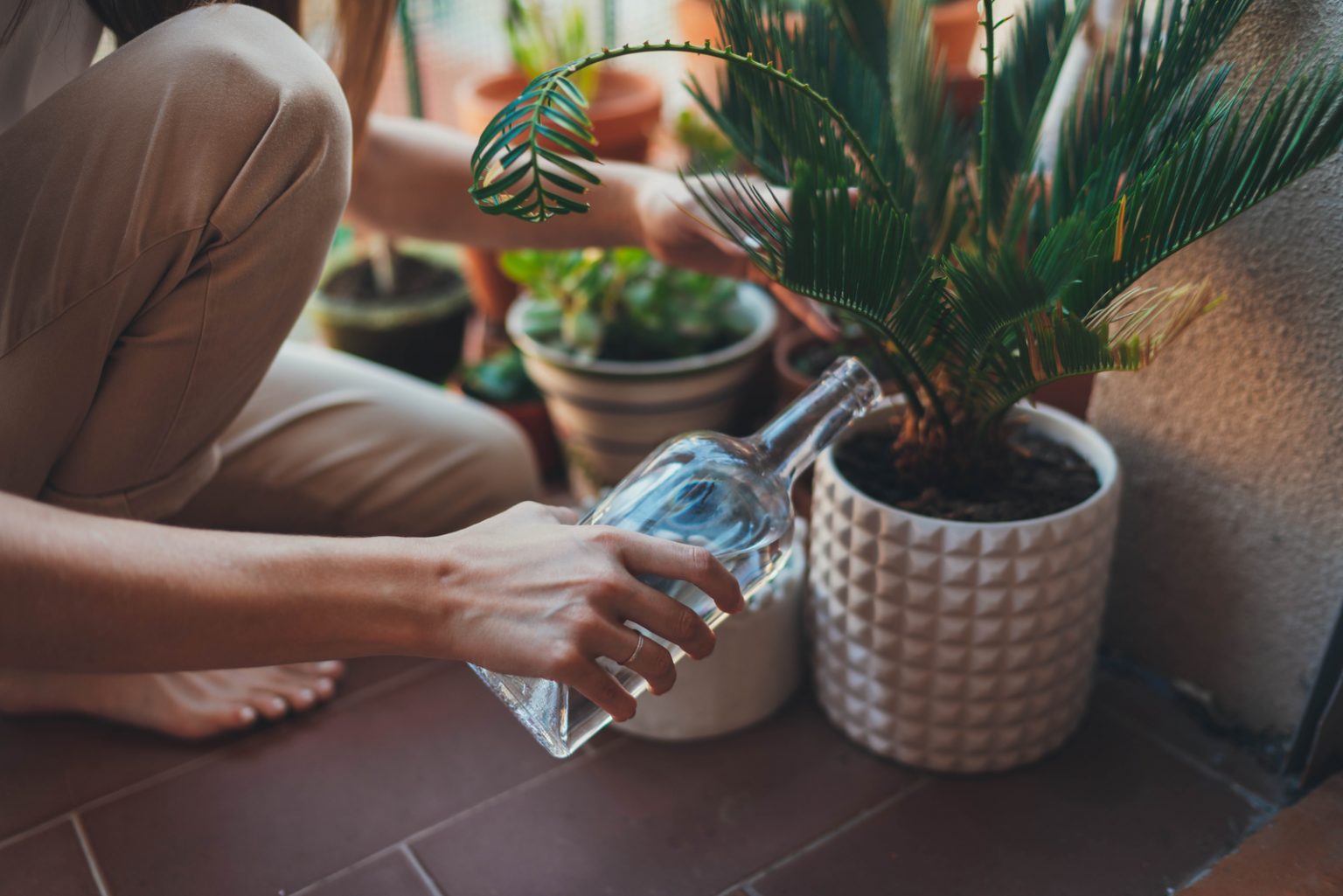 Signs Of An Overwatered Palm Tree And How To Save It