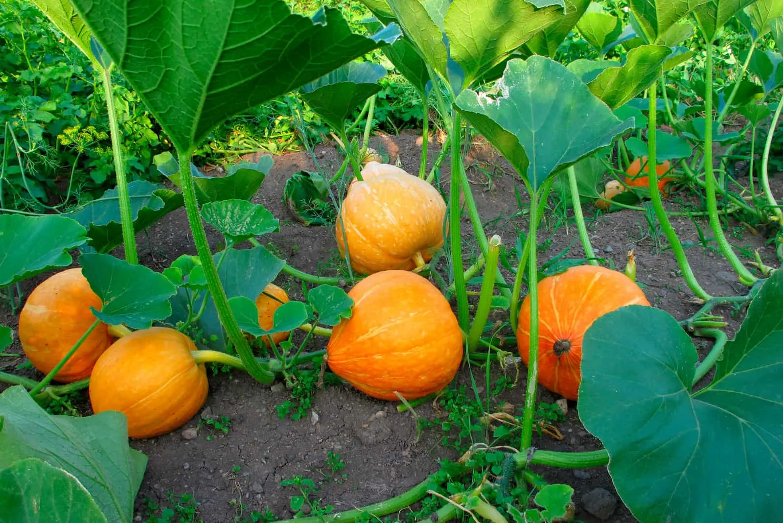 yellow pumpkins with green leaves