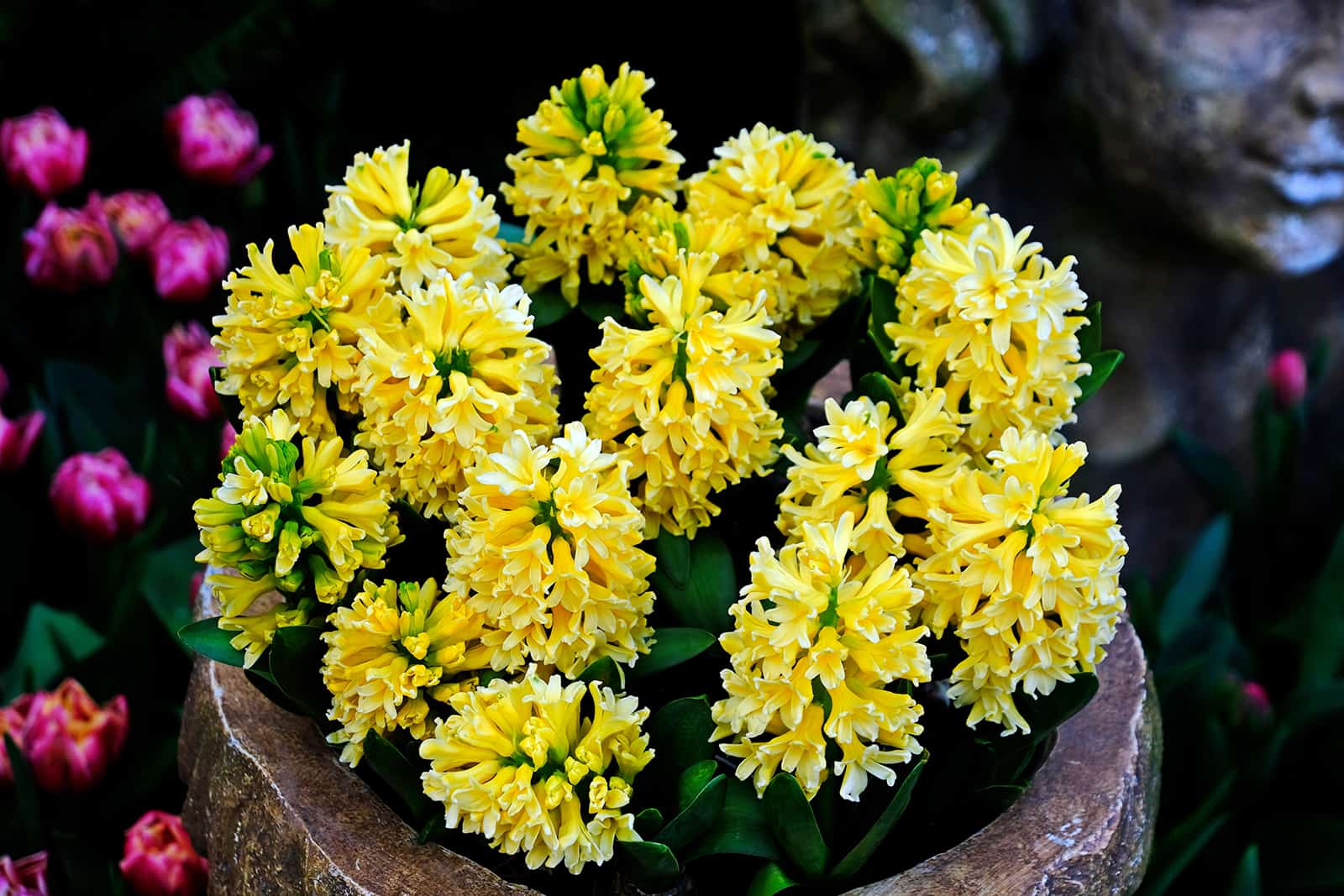 yellow queen hyacinth flowers in clay pot