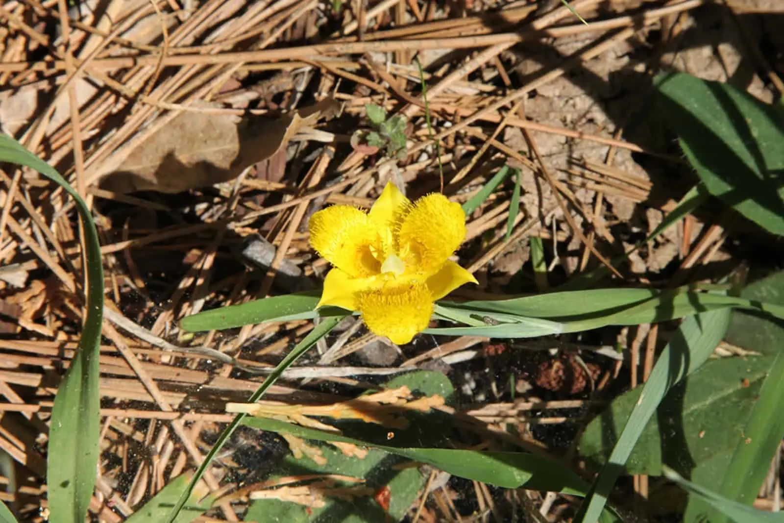yellow star tulip on meadow