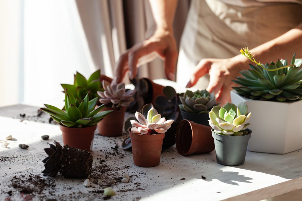 Meet Echeveria Flower: Features, Varieties, And Care Guide