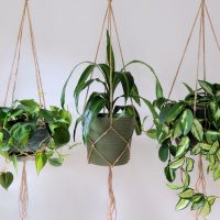 hanging plants