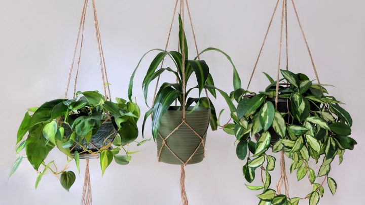 10 Low Light Indoor Hanging Plants For Every Plant Lover