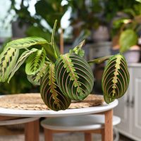 Prayer Plant on table