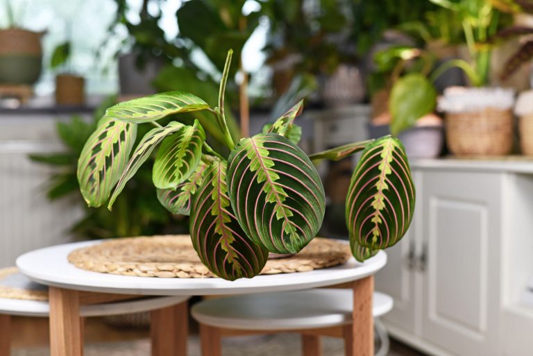 Prayer Plant on table