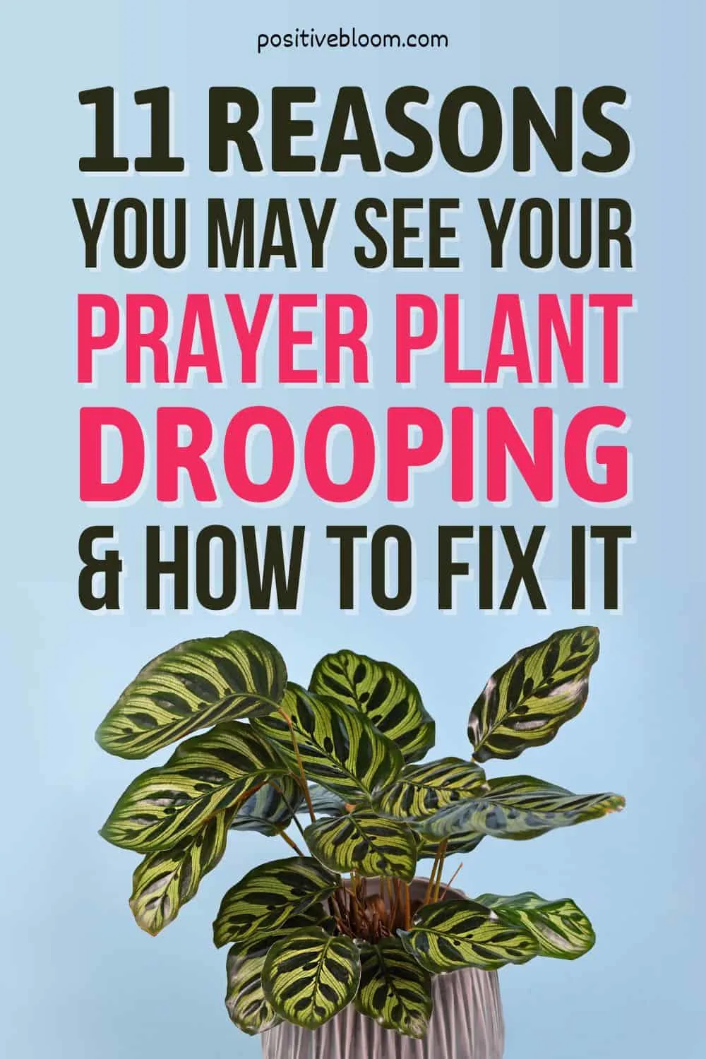 11 Reasons You May See Your Prayer Plant Drooping & How To Fix It Pinterest