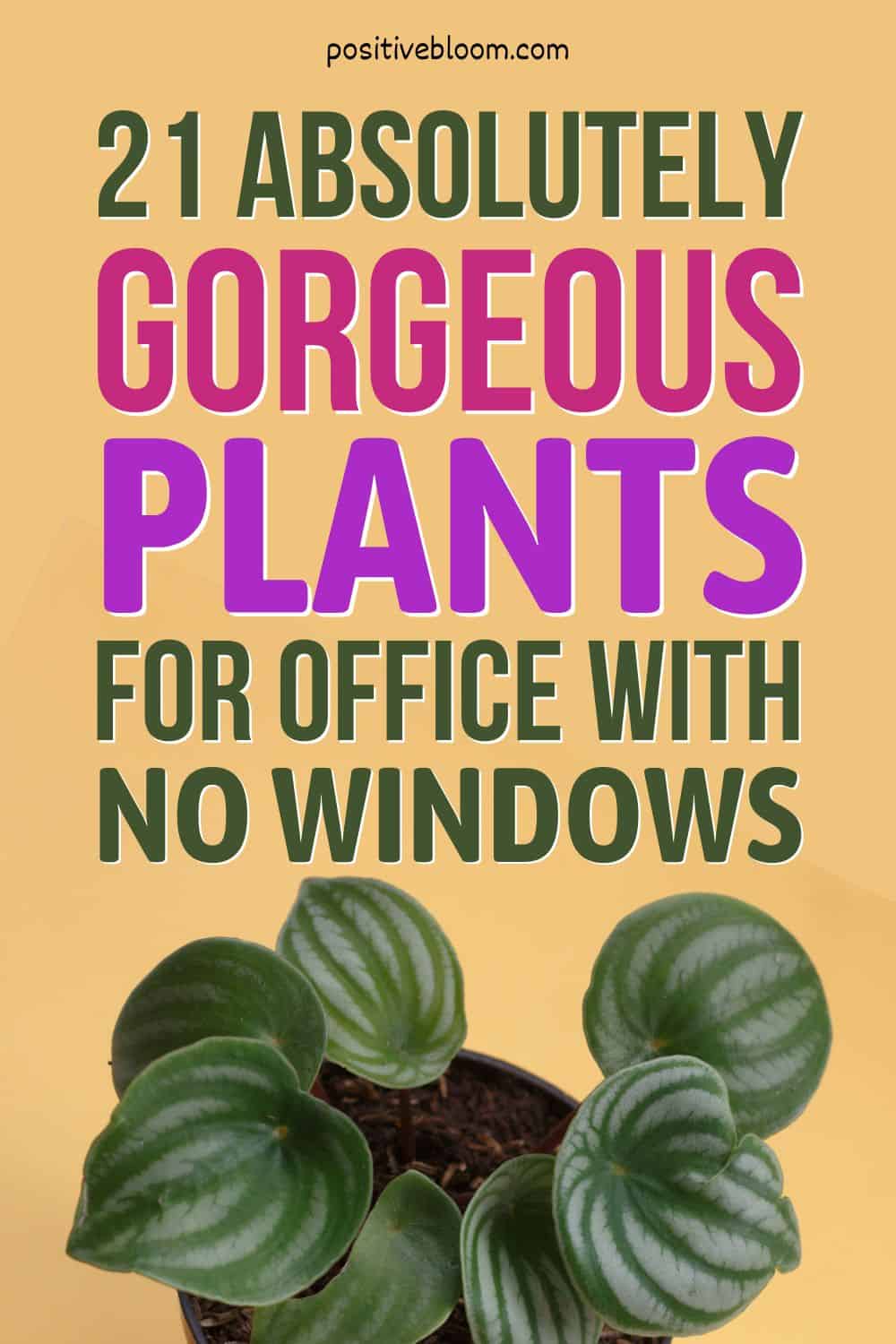 21 Absolutely Gorgeous Plants For Office With No Windows Pinterest