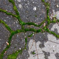 green moss on tarmac