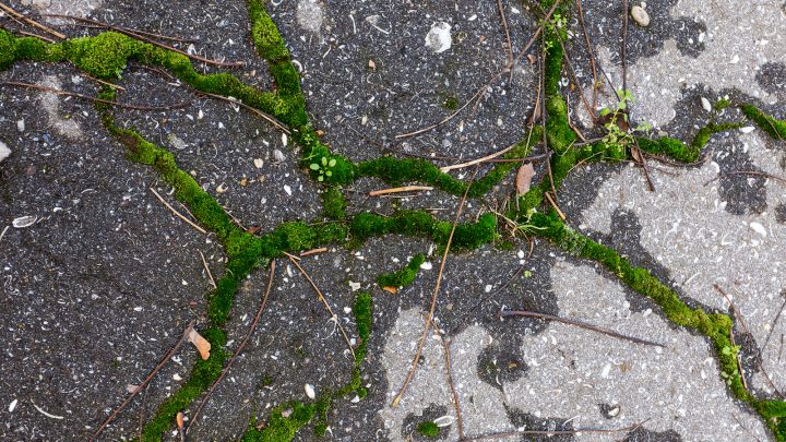 8 Ways To Kill Moss On Tarmac: A Complete Guide