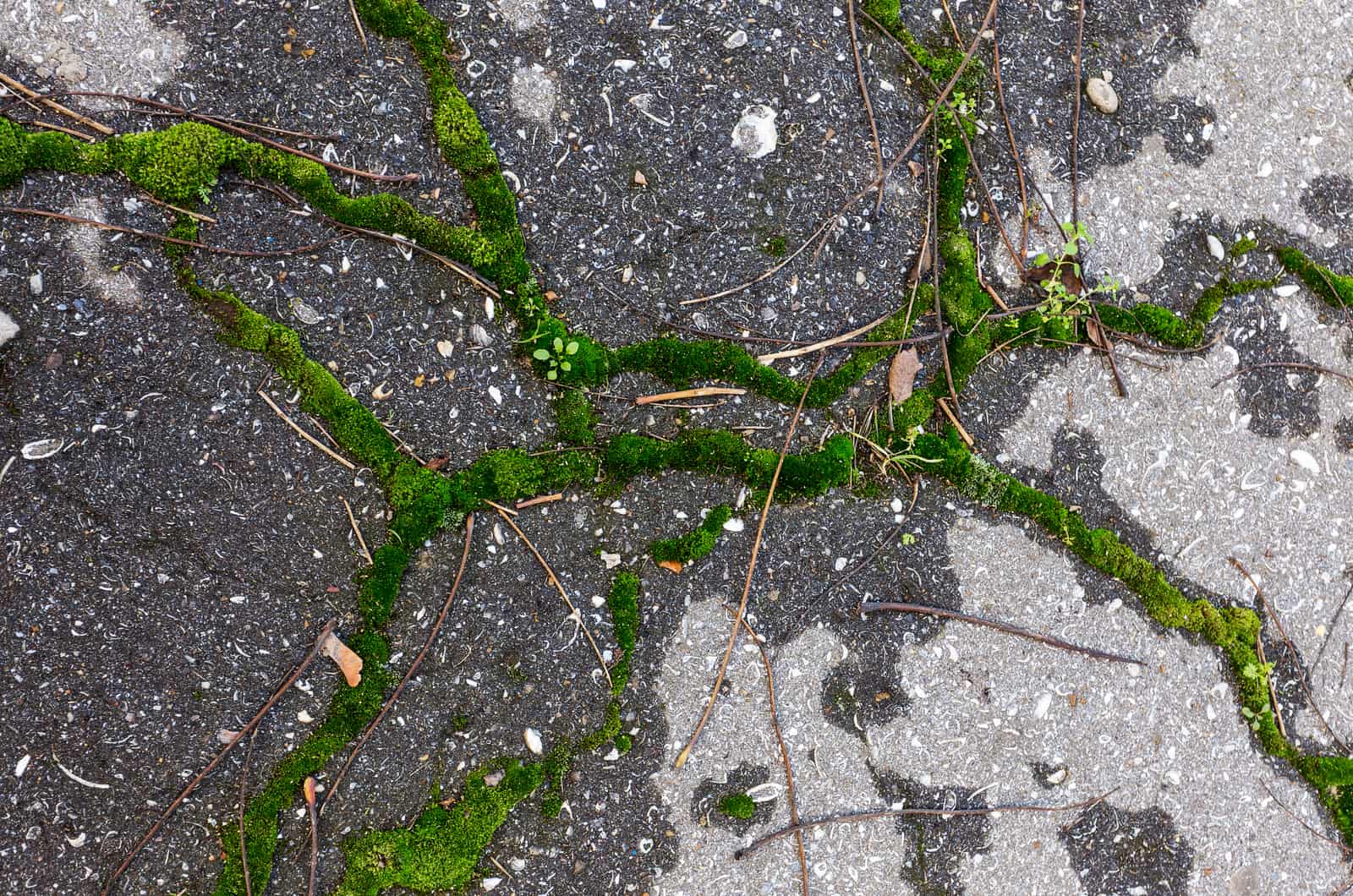 8 Ways To Kill Moss On Tarmac: A Complete Guide