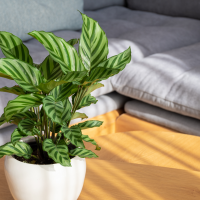 Calathea in a white pot on the table