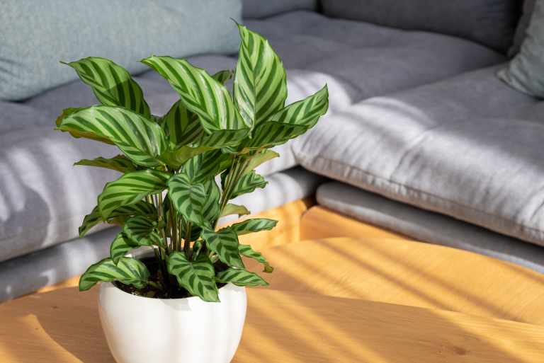 Calathea in a white pot on the table