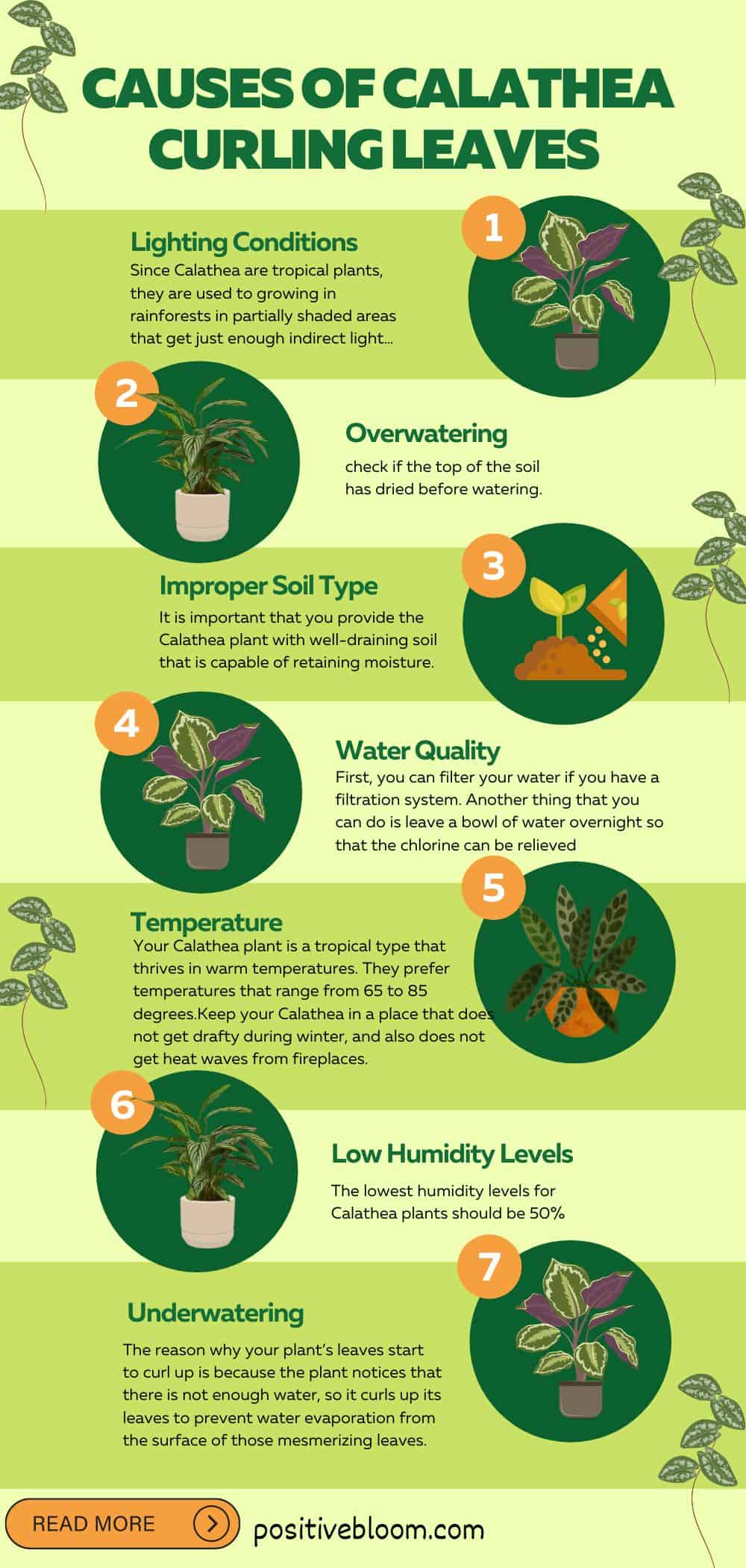9 Causes Of Calathea Curling Leaves And The Solutions Pinterest