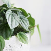 Peperomia Frost in white pot with white background