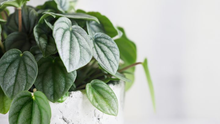 A Complete Guide To Peperomia Frost Care: Best Tips