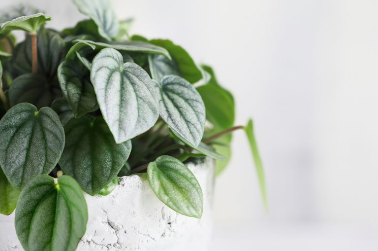 Peperomia Frost in white pot with white background