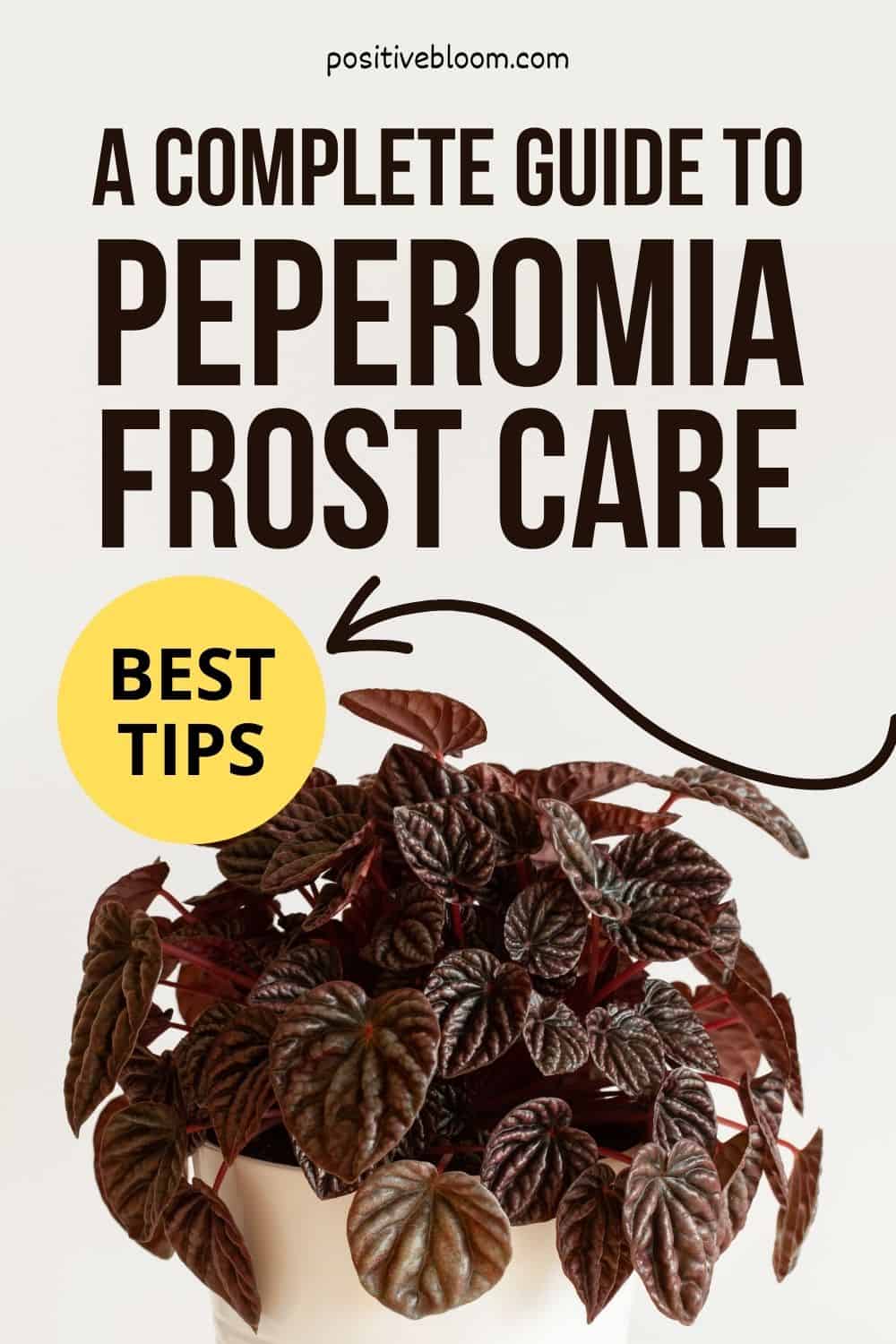 A Complete Guide To Peperomia Frost Care Best Tips Pinterest
