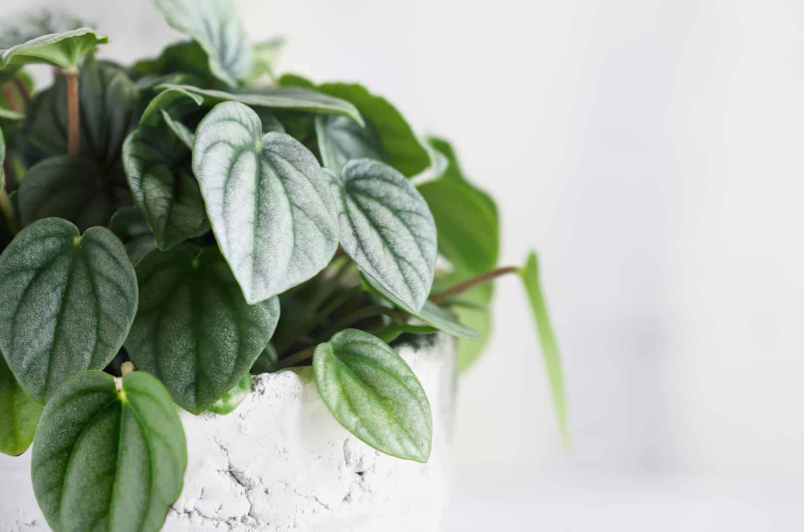 A Complete Guide To Peperomia Frost Care: Best Tips