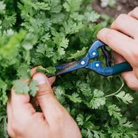 Hand harvesting fresh cilantro with shears