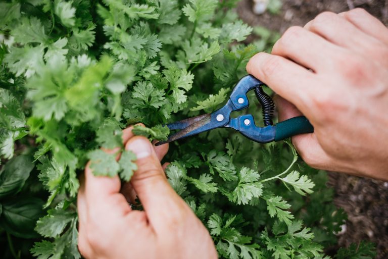Hand harvesting fresh cilantro with shears